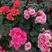 丽格（玫瑰）海棠多色供应丽格秋海棠花苗盆栽耐寒植物