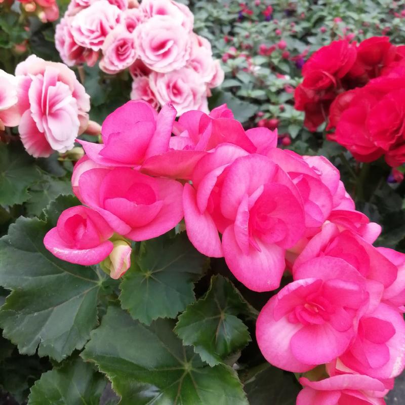 丽格（玫瑰）海棠多色供应丽格秋海棠花苗盆栽耐寒植物