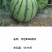 早佳8424麒麟西瓜种子无籽南方四季特大巨型西瓜种籽