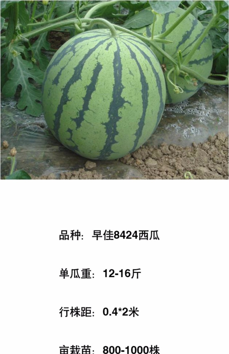 早佳8424麒麟西瓜种子无籽南方四季特大巨型西瓜种籽