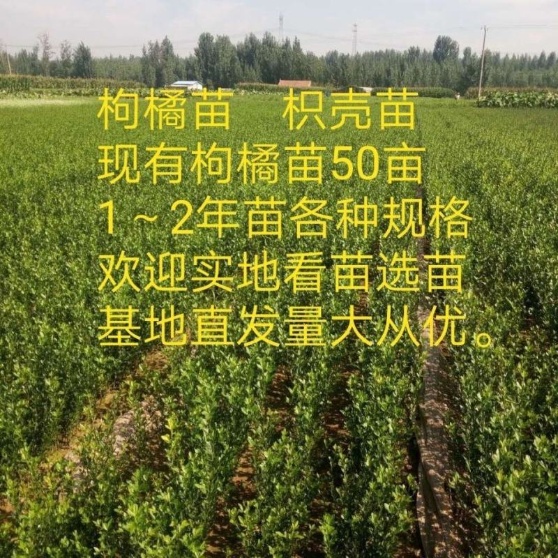 枸橘苗,枳壳苗,铁篱笆刺苗果园围栏专用,嫁接沃柑苗,