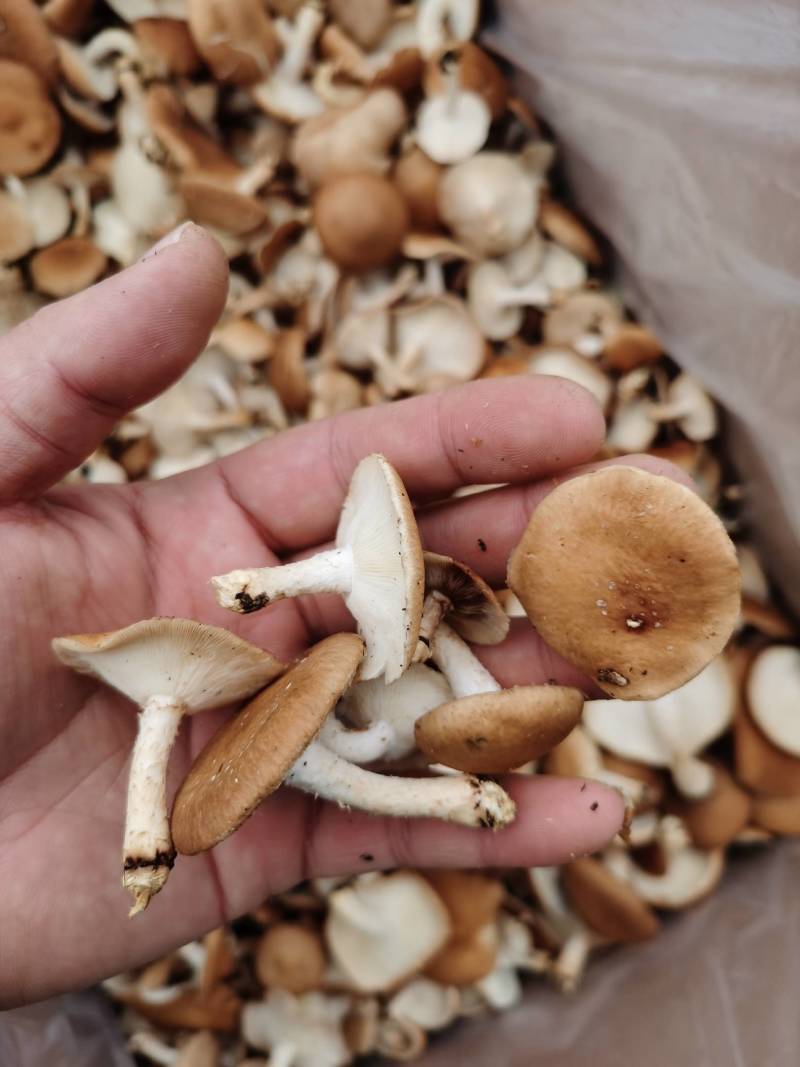 鲜香菇冬香菇云南椴木防野生香菇云南野生菌