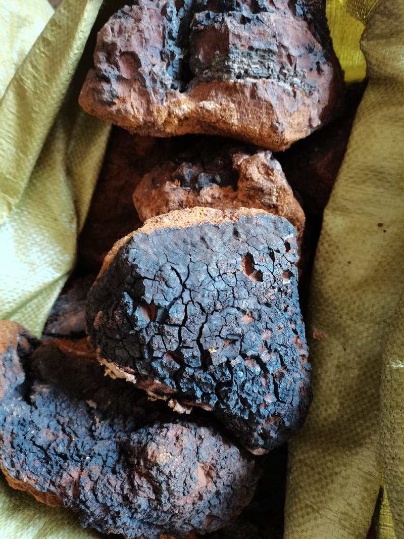 野生桦树茸煮水喝泡水喝无论是出门在家用法简单便捷