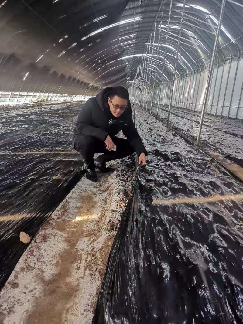 羊肚菌菌种常年生产供应