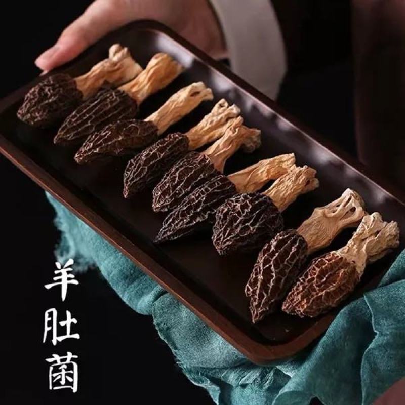 羊肚菌菌种常年生产供应