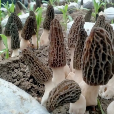 羊肚菌菌种常年生产供应