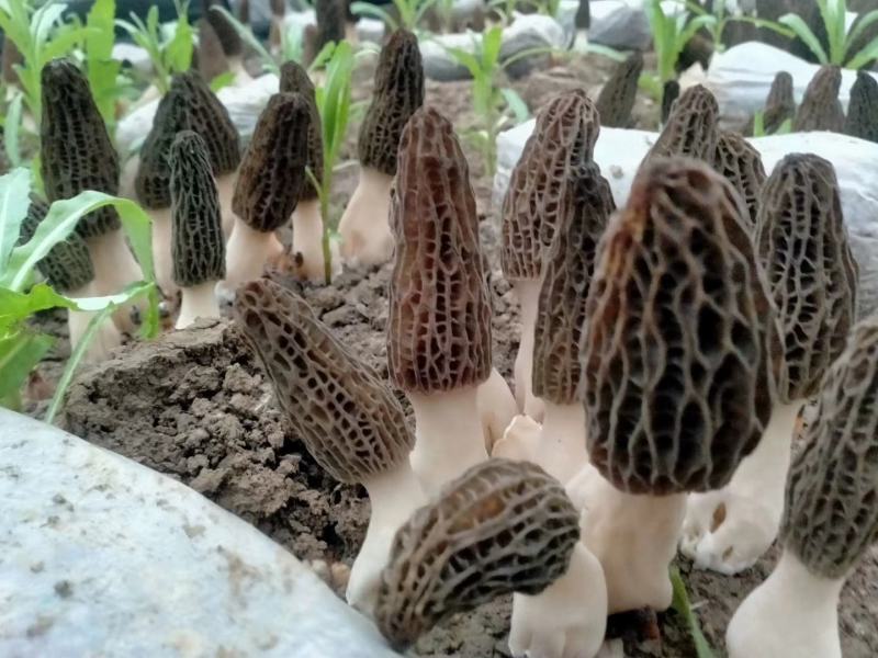 羊肚菌菌种常年生产供应