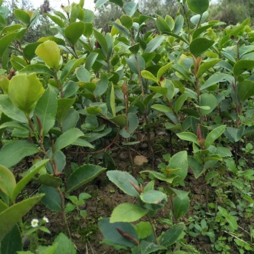 需要刺梨苗，油茶苗的友友们赶紧联系我