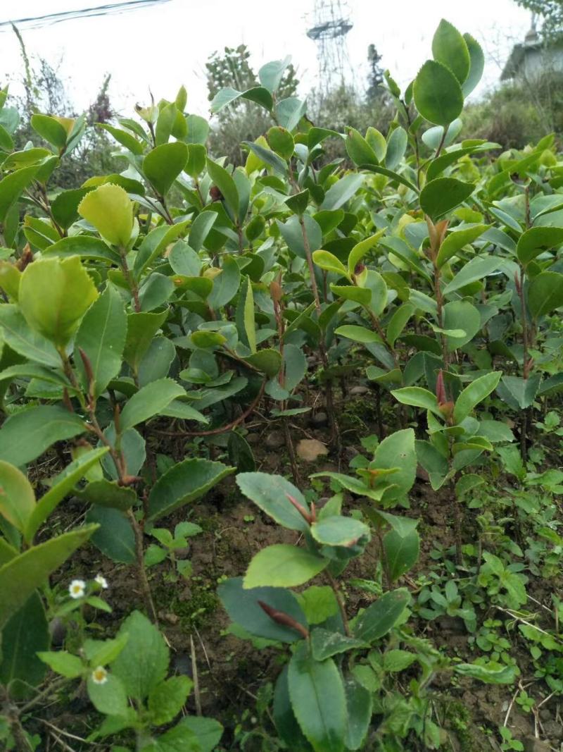 需要刺梨苗，油茶苗的友友们赶紧联系我