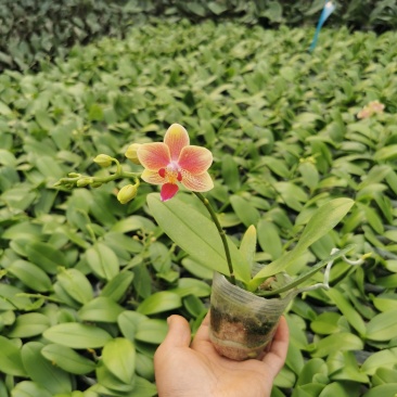 蝴蝶兰,基地自产自销,带花梗发货，品质好，价格优惠