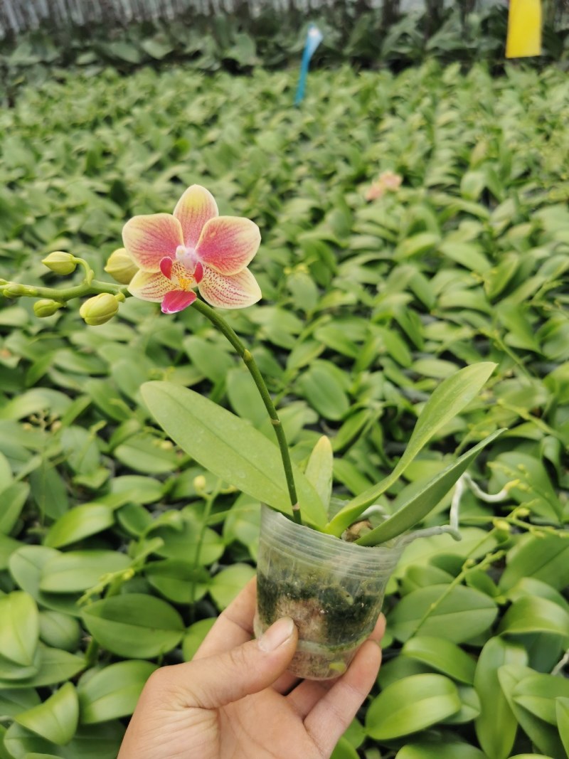 蝴蝶兰,基地自产自销,带花梗发货，品质好，价格优惠