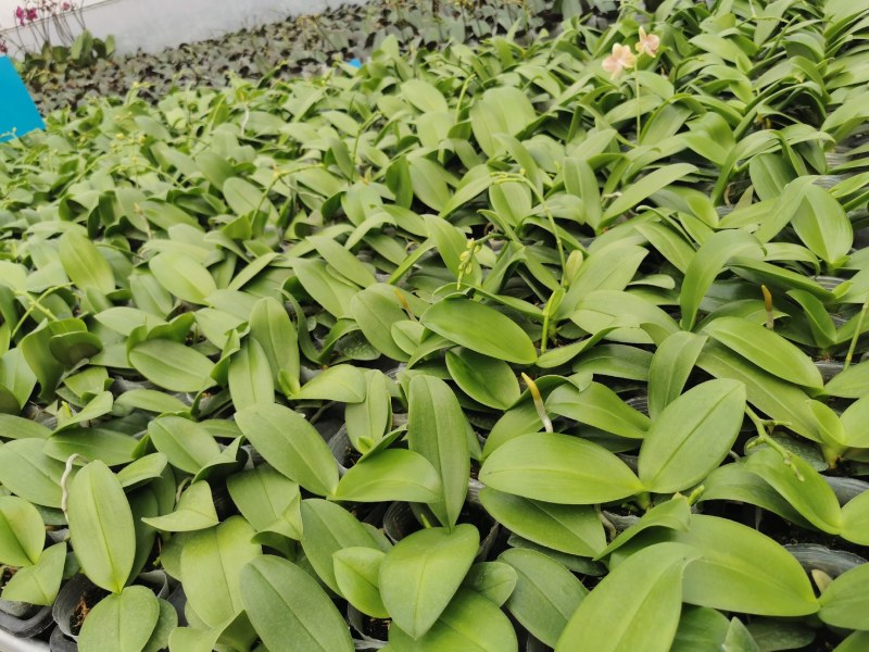 蝴蝶兰,基地自产自销,带花梗发货，品质好，价格优惠