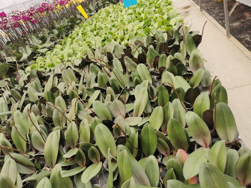 蝴蝶兰,基地自产自销,带花梗发货，品质好，价格优惠