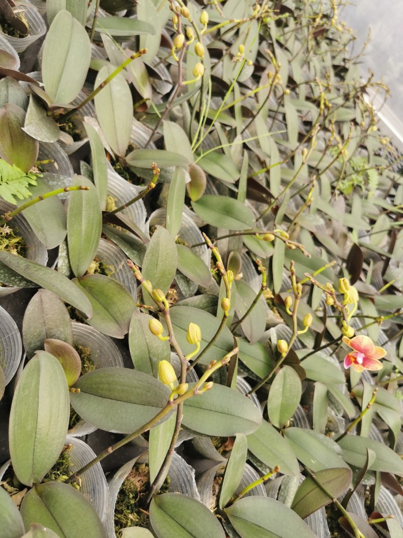 蝴蝶兰,基地自产自销,带花梗发货，品质好，价格优惠