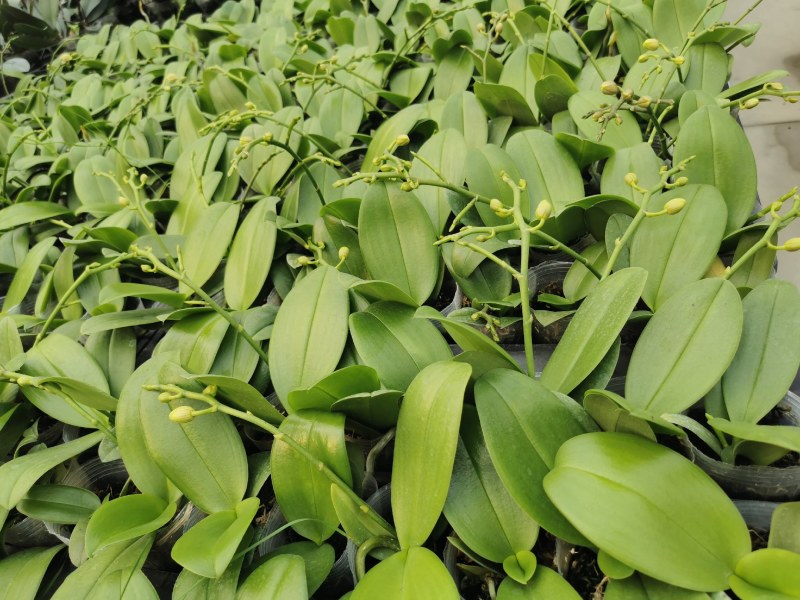 蝴蝶兰,基地自产自销,带花梗发货，品质好，价格优惠