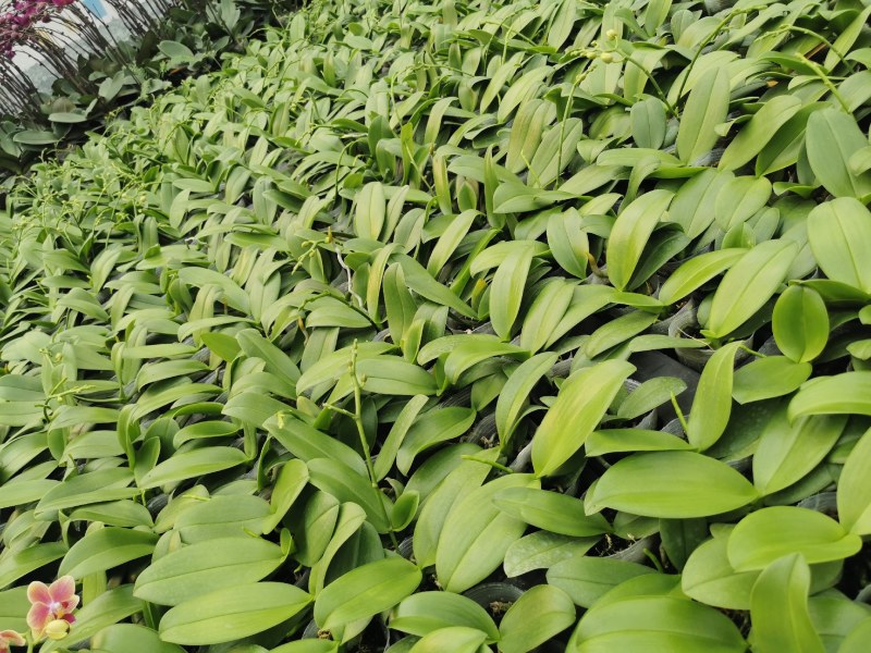 蝴蝶兰,基地自产自销,带花梗发货，品质好，价格优惠