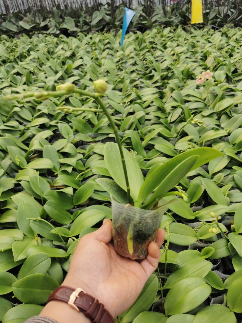 蝴蝶兰,基地自产自销,带花梗发货，品质好，价格优惠