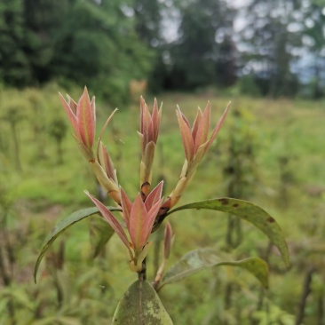 重庆老鹰茶树苗红茶白茶树苗老阴茶苗盆栽地栽食用植物嫩
