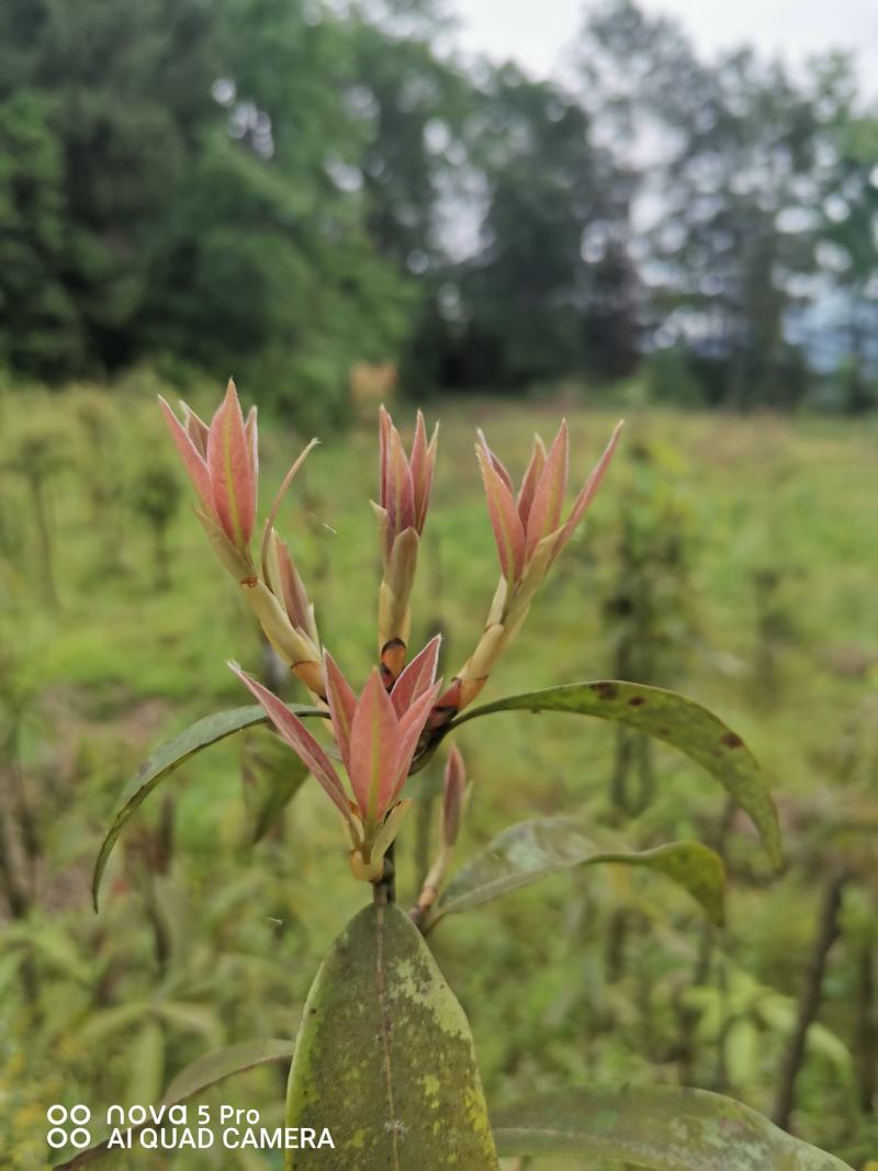 重庆老鹰茶树苗红茶白茶树苗老阴茶苗盆栽地栽食用植物嫩