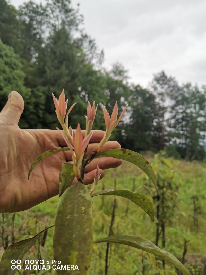 重庆老鹰茶树苗红茶白茶树苗老阴茶苗盆栽地栽食用植物嫩