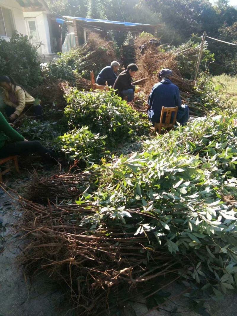 重庆老鹰茶树苗红茶白茶树苗老阴茶苗盆栽地栽食用植物嫩
