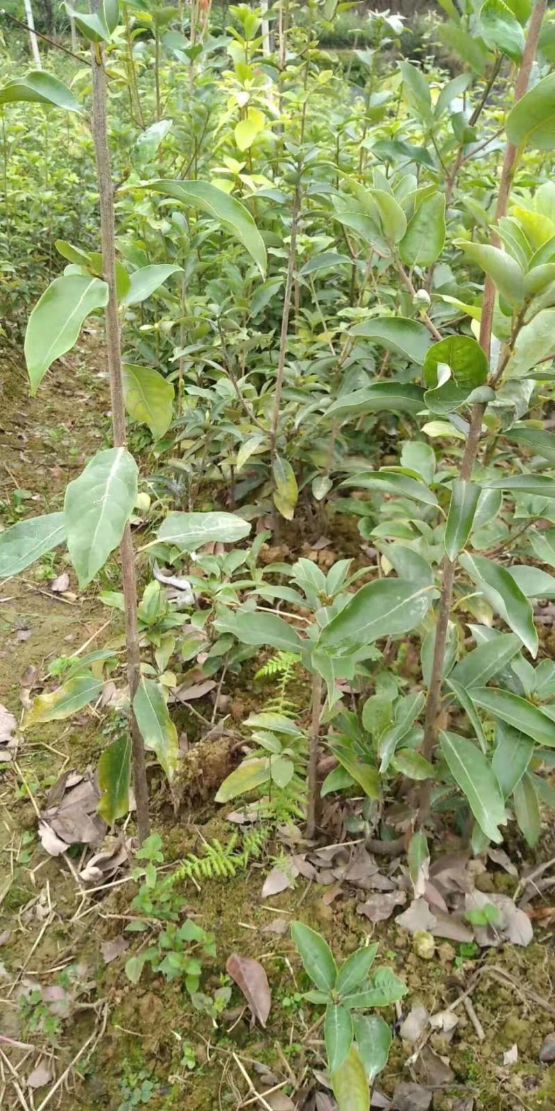 重庆老鹰茶树苗红茶白茶树苗老阴茶苗盆栽地栽食用植物嫩
