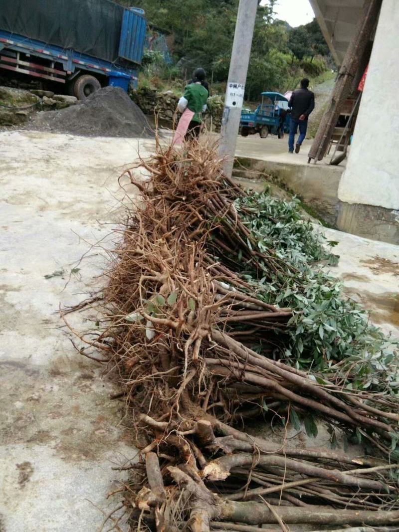 重庆老鹰茶树苗红茶白茶树苗老阴茶苗盆栽地栽食用植物嫩