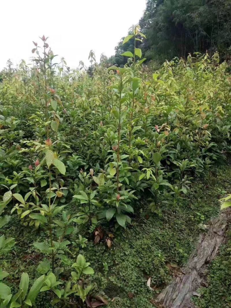 重庆老鹰茶树苗红茶白茶树苗老阴茶苗盆栽地栽食用植物嫩