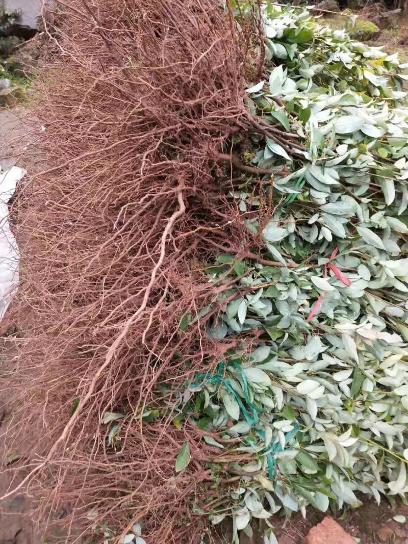 重庆老鹰茶树苗红茶白茶树苗老阴茶苗盆栽地栽食用植物嫩