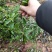 重庆老鹰茶树苗红茶白茶树苗老阴茶苗盆栽地栽食用植物嫩