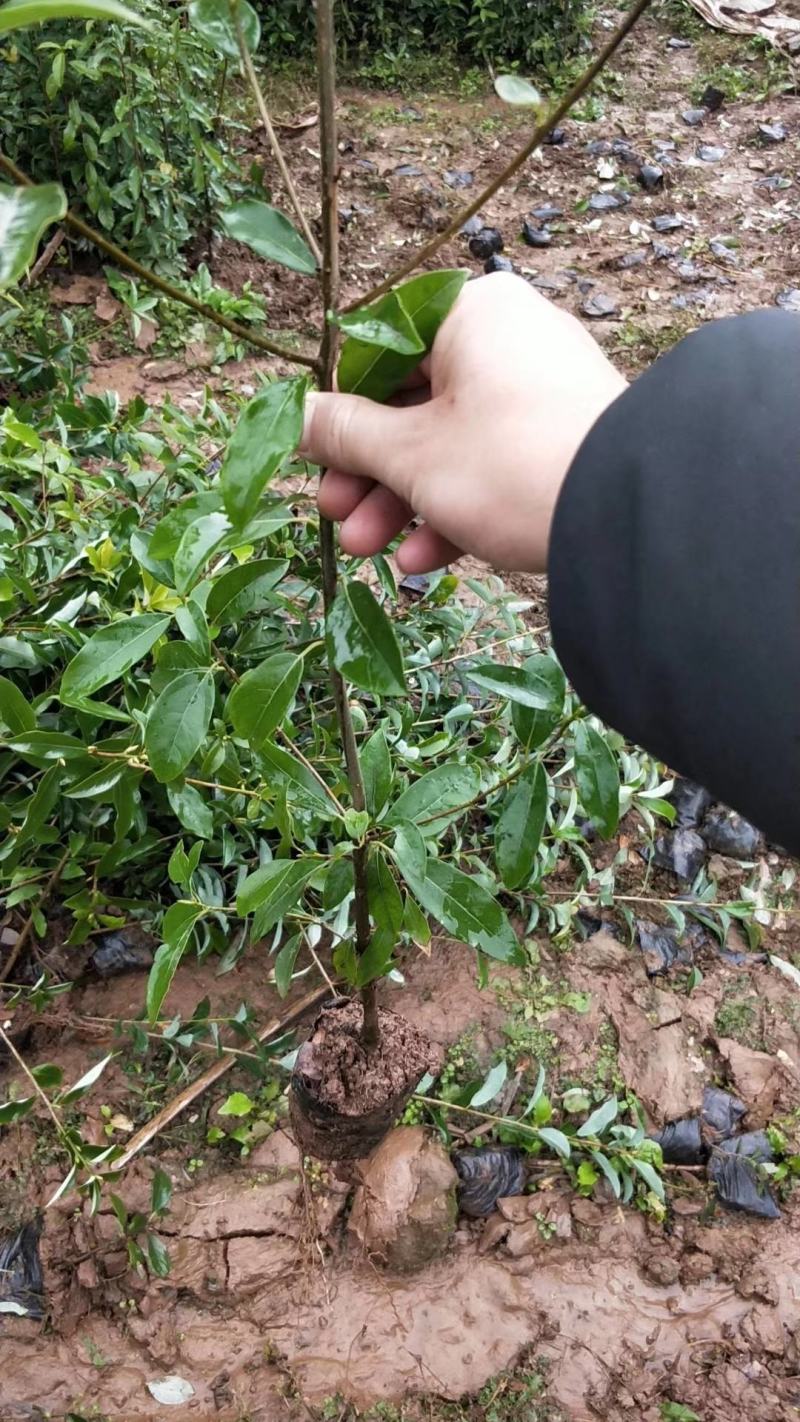 重庆老鹰茶树苗红茶白茶树苗老阴茶苗盆栽地栽食用植物嫩