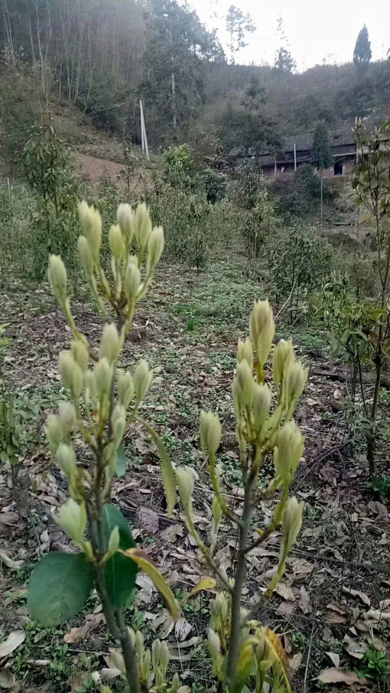 重庆老鹰茶树苗红茶白茶树苗老阴茶苗盆栽地栽食用植物嫩