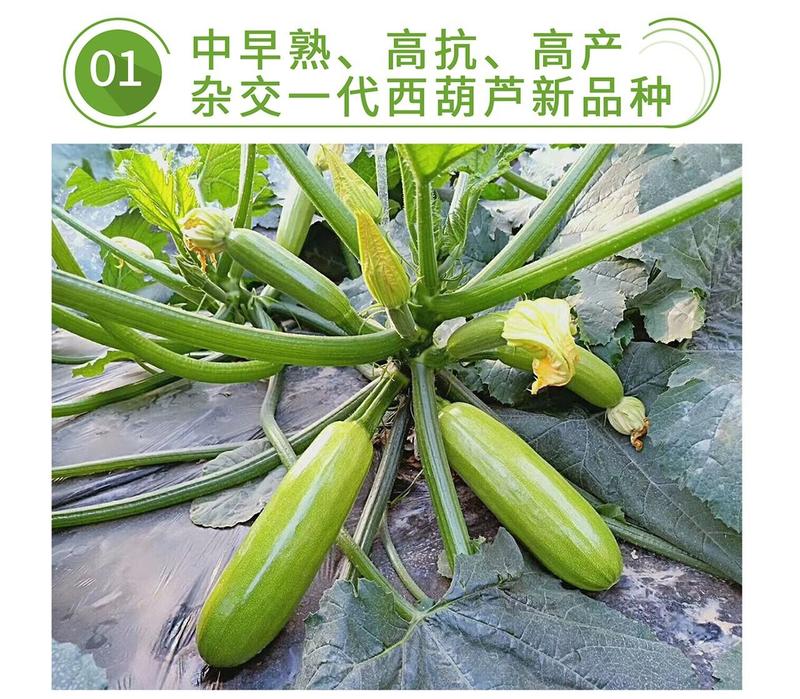 中科绿盛西葫芦种子，中早熟，翠绿有光泽，耐热越夏抗病毒