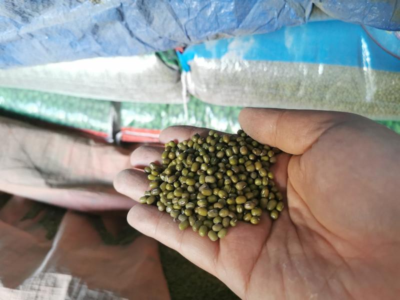 缅甸进口绿豆，非诚勿扰！