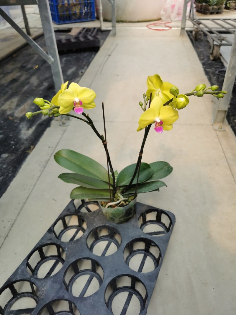 蝴蝶兰,室内花卉，美化环境改善风水，净化空气除甲醛