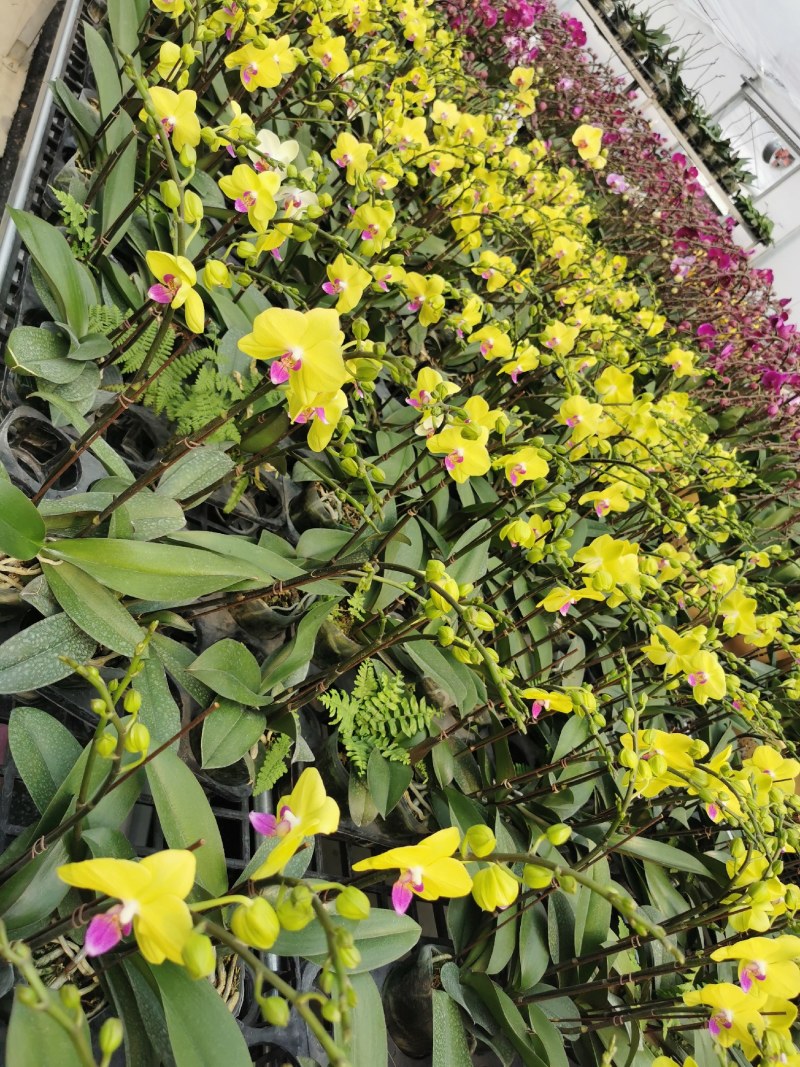 蝴蝶兰,室内花卉，美化环境改善风水，净化空气除甲醛