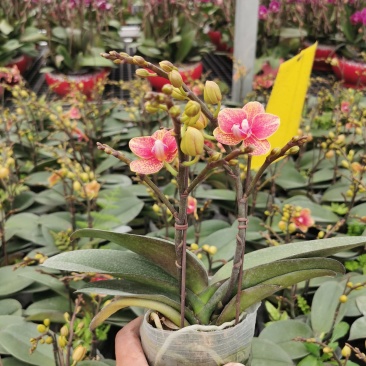 蝴蝶兰,室内花卉，美化环境改善风水，净化空气除甲醛