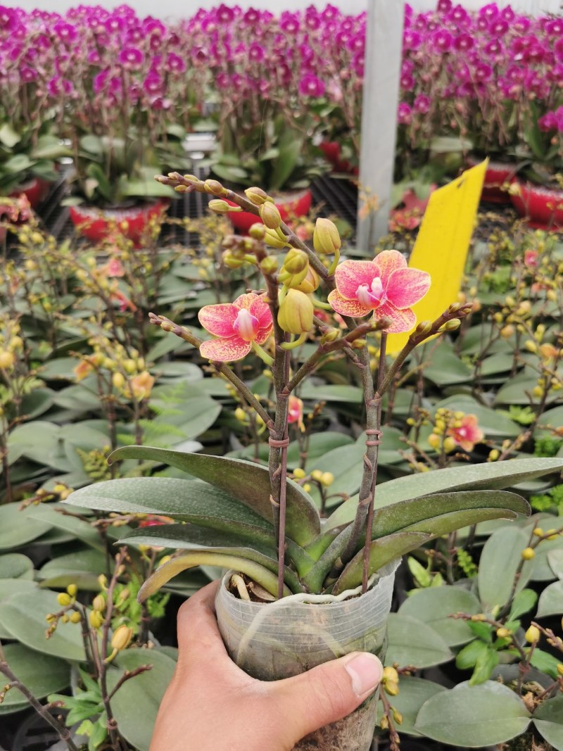 蝴蝶兰,室内花卉，美化环境改善风水，净化空气除甲醛