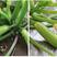 欧洲寒绿西葫芦种子，早春大棚越冬温室，油亮型绿色