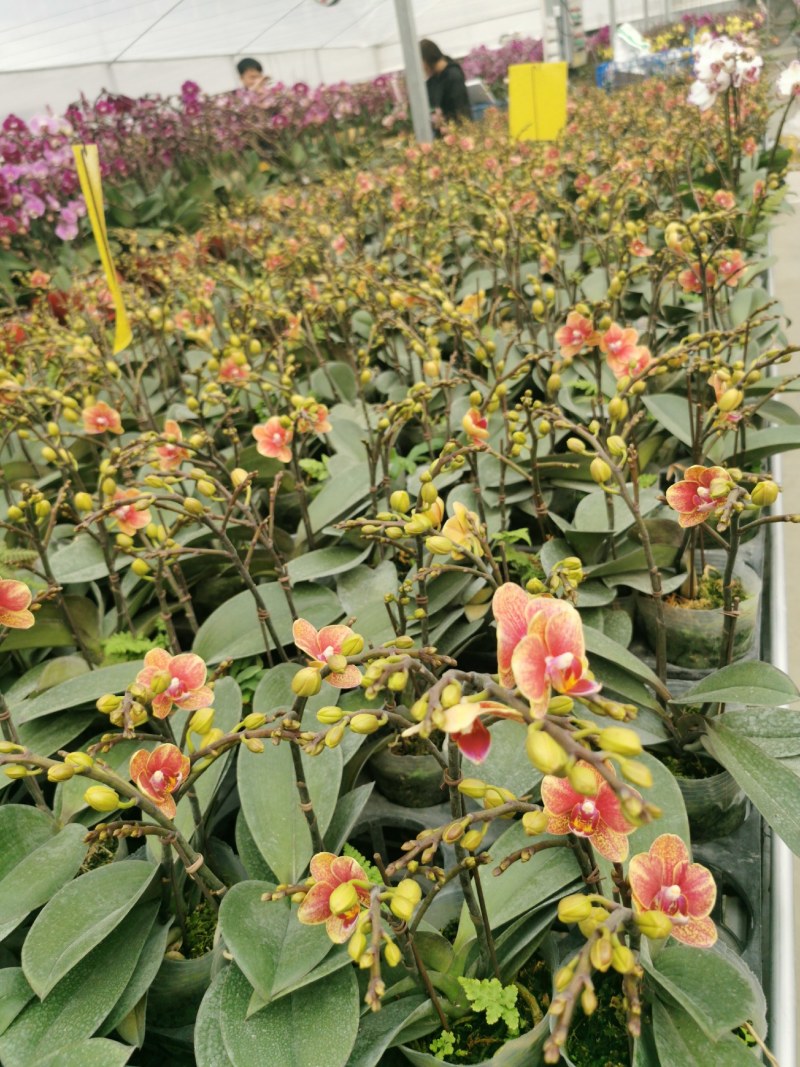 蝴蝶兰,室内花卉，美化环境改善风水，净化空气除甲醛