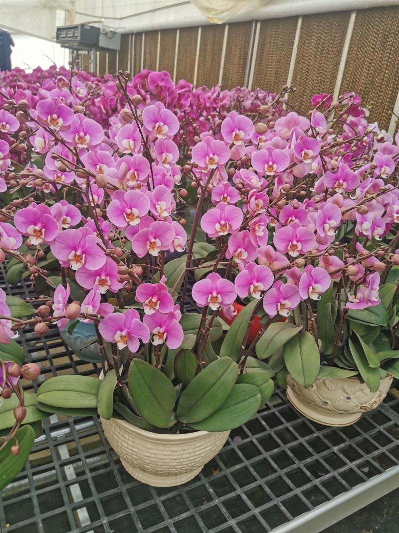 蝴蝶兰,室内花卉，美化环境改善风水，净化空气除甲醛