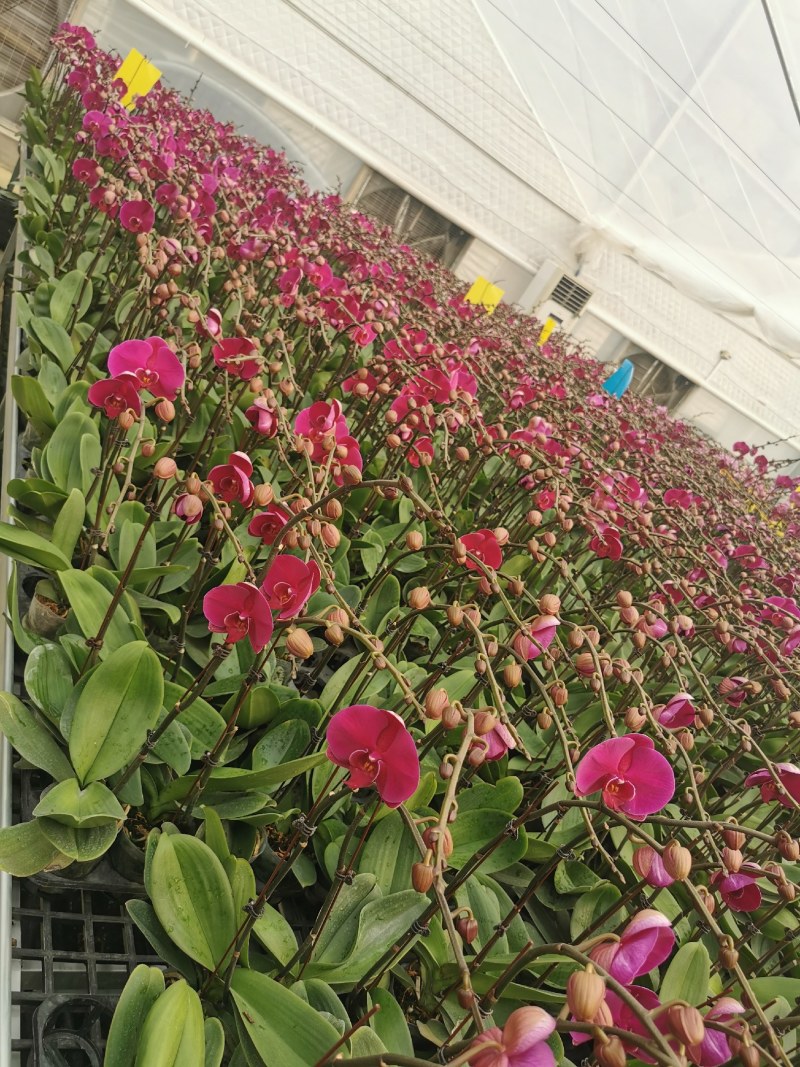蝴蝶兰,室内花卉，美化环境改善风水，净化空气除甲醛