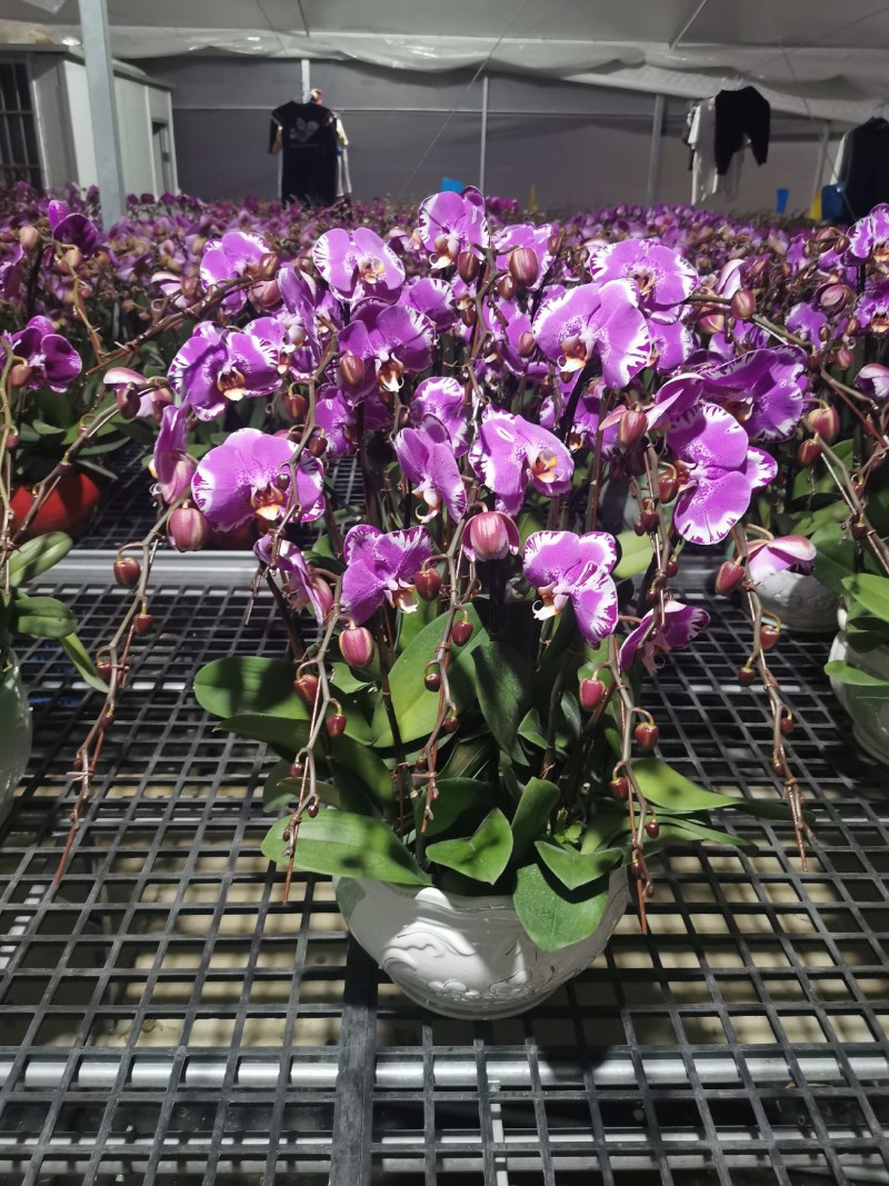 蝴蝶兰,室内花卉，美化环境改善风水，净化空气除甲醛