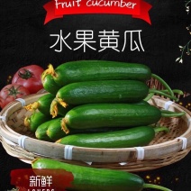黄瓜小黄瓜山东寿光5斤口感脆甜一件代发