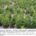 苍术种子正宗纯新带朱砂点北苍术籽包发芽四季播种