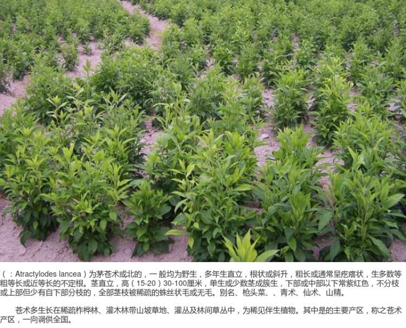 苍术种子正宗纯新带朱砂点北苍术籽包发芽四季播种
