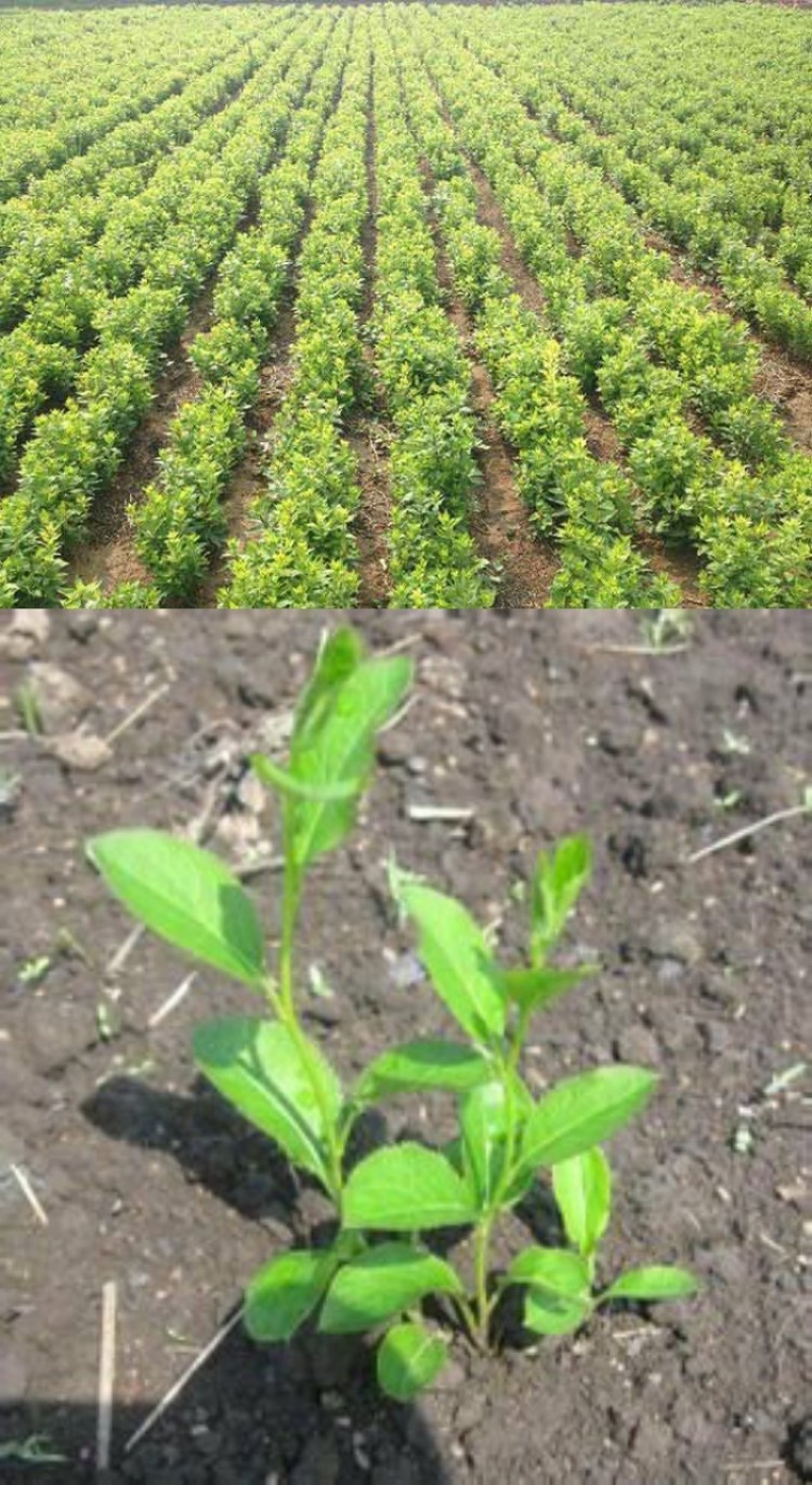 苍术种子正宗纯新带朱砂点北苍术籽包发芽四季播种
