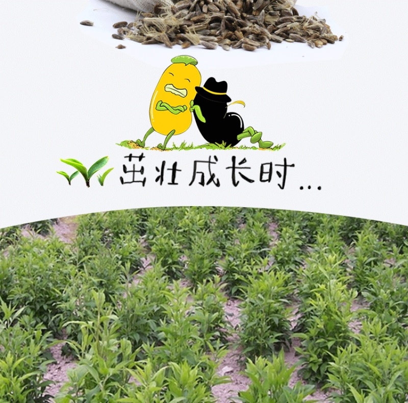 苍术种子正宗纯新带朱砂点北苍术籽包发芽四季播种