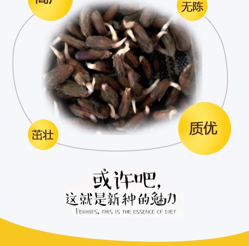苍术种子正宗纯新带朱砂点北苍术籽包发芽四季播种