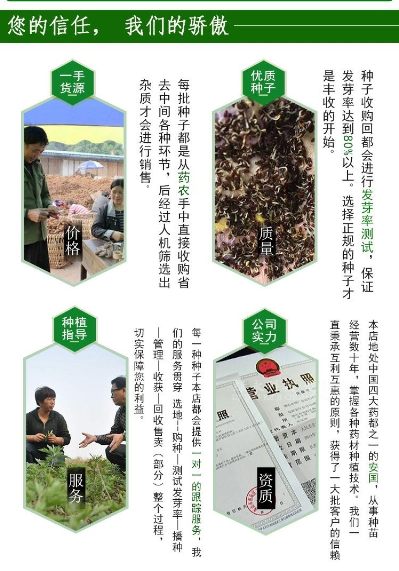 苍术种子正宗纯新带朱砂点北苍术籽包发芽四季播种